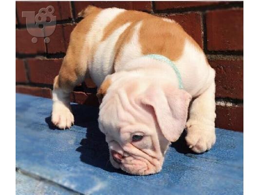 Štenad Buldog na prodaju